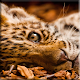 Leopard Lock Screen ดาวน์โหลดบน Windows