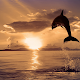 Sunrise Live Wallpaper - HD Download on Windows