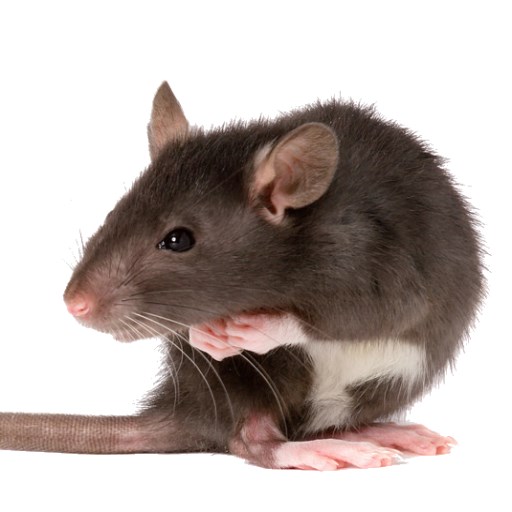 Mice Attack  Icon