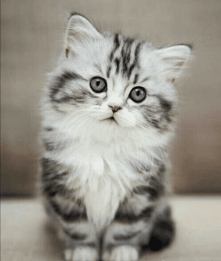 Android application Cute Kittens screenshort