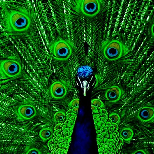 Peacock Wallpapers Logo