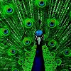 Peacock Wallpapers icon