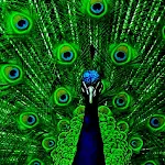 Cover Image of डाउनलोड Peacock Wallpapers  APK
