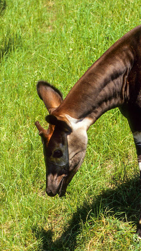 Okapi Wallpaper