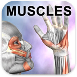 「Learn Muscles: Anatomy」のアイコン画像