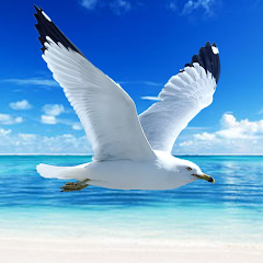 The Seagull Download gratis mod apk versi terbaru