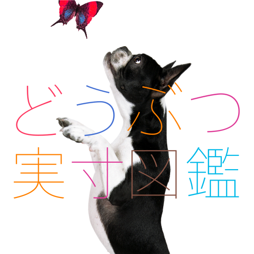 どうぶつ実寸図鑑 Google Play のアプリ