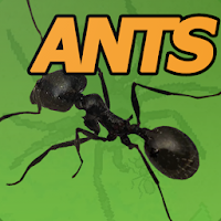 Win at Pocket Ants Simulator