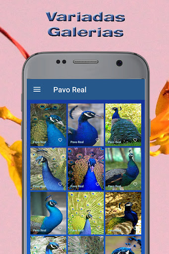 Imágenes Aves. Fondos Pantalla