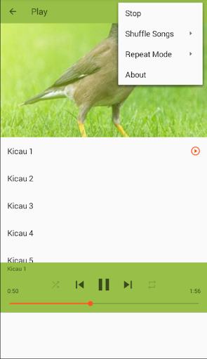 Masteran Burung Jalak Nias