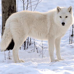 Wolf Jigsaw Puzzle Games