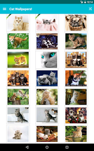 Cat Wallpapers! Screenshot