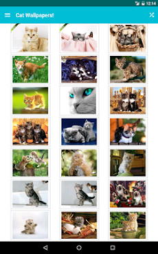Cat Wallpapers!のおすすめ画像5