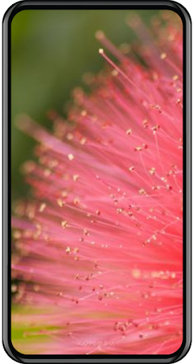 Kappboom Wallpapers HD Screen 3