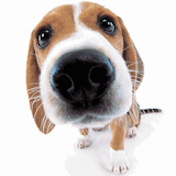 Cute Dog Sniffs Live Wallpaper icon