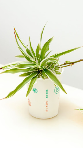 Spider Plant Wallpaper