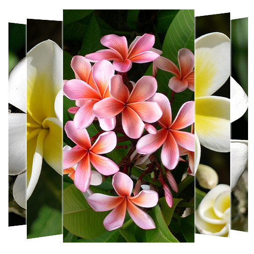 Plumeria Flower Wallpapers Google Play のアプリ