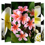 Cover Image of Baixar Plumeria Flower Wallpapers 1.1 APK