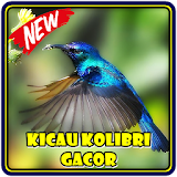 Kicau Kolibri Gacor icon