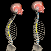 Kyphosis & Rounded Back by Muscle and Motion