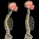 Kyphosis & Rounded Back by Muscle and Motion icon