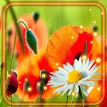Cover Image of Download Poppies and Camomiles  APK