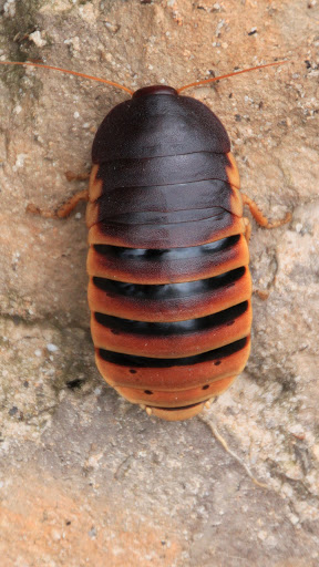 Android application moving cockroach wallpaper screenshort