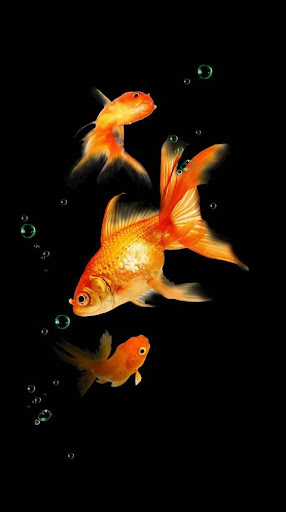 Goldfish Wallpapers