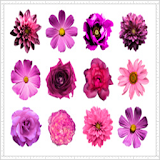 Aster Flower Onet Connect Game icon