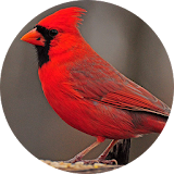 Cardinal bird sounds icon