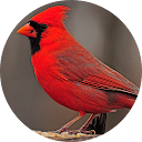 Kardinal Vogelstimmen 
