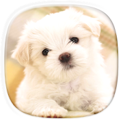 Cute Puppy Wallpapers: Cutest Pictures of Puppies  Icon