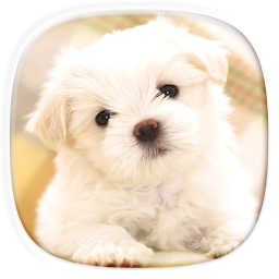 Icon image Cute Puppy Wallpapers