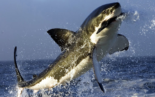 Android application Shark Wallpapers screenshort