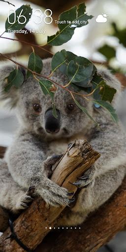 Download Koala Wallpaper Free for Android - Koala Wallpaper APK Download -  