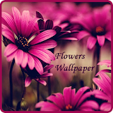 Flowers Wallpaper icon