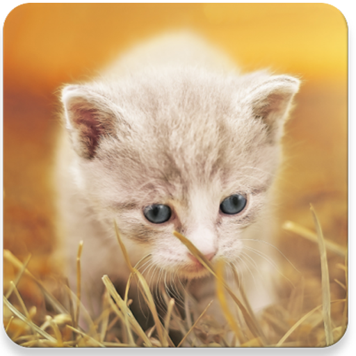Kittens Memory Game with photo  Icon