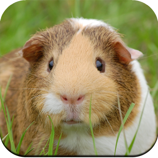 Guinea Pig Wallpapers logo
