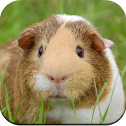 Icon image Guinea Pig Wallpapers