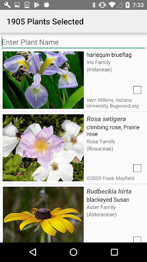 New York Wildflowers Screen 3