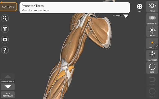 Screenshot of 3D Anatomy for the Artist