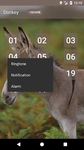 Donkey sounds Screen 2