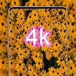 Cover Image of Скачать Yellow wallpaper - HD,4K background 1.0.0 APK