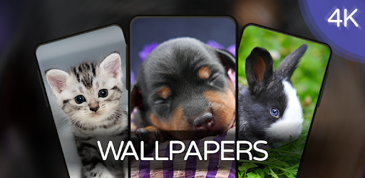 Sweet Animals Wallpapers