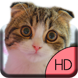 Playful Cat Live Wallpaper icon