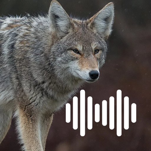 Coyote hunting calls Изтегляне на Windows