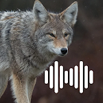 Cover Image of Download Coyote hunting calls  APK