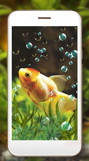 Gold Fishes Wallpaper