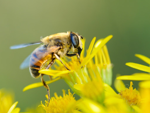 Bee Wallpaper HD Screen 3