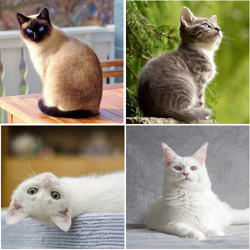 Cat breed identifier